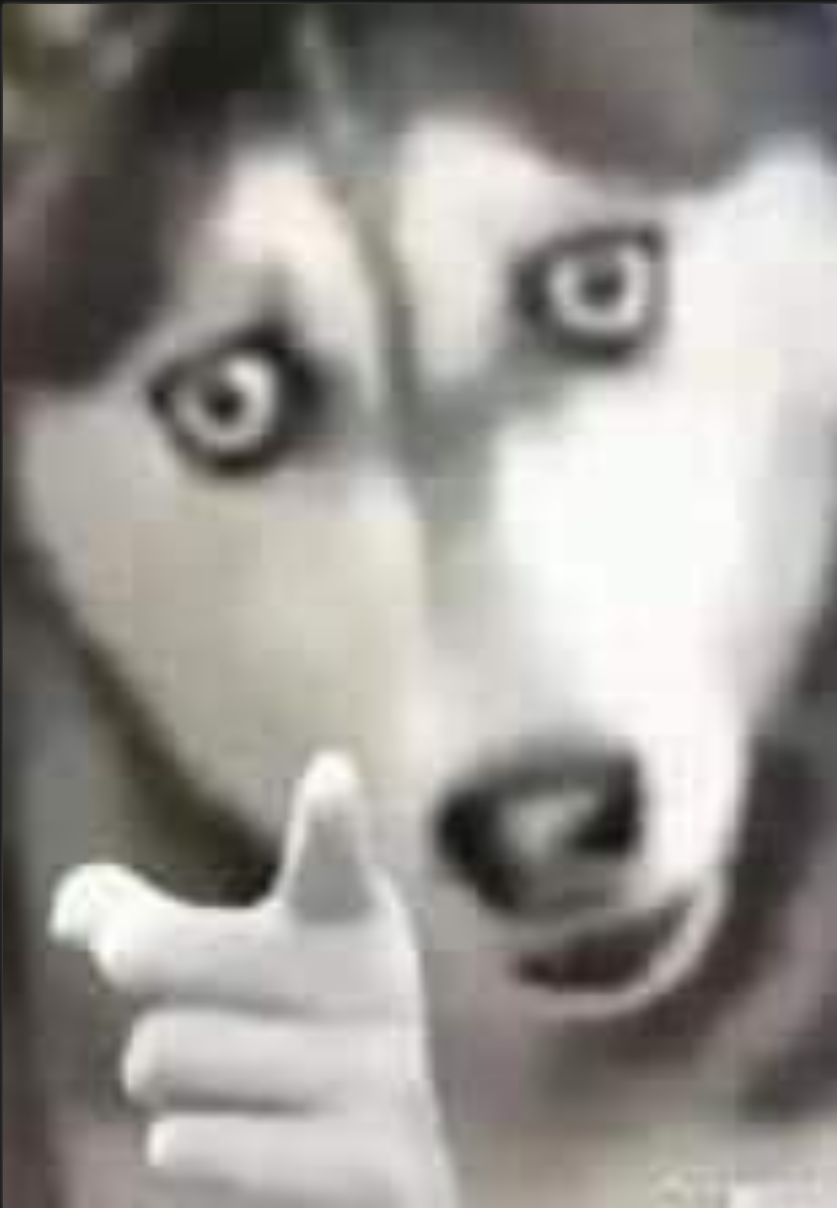 Husky Pointing Meme